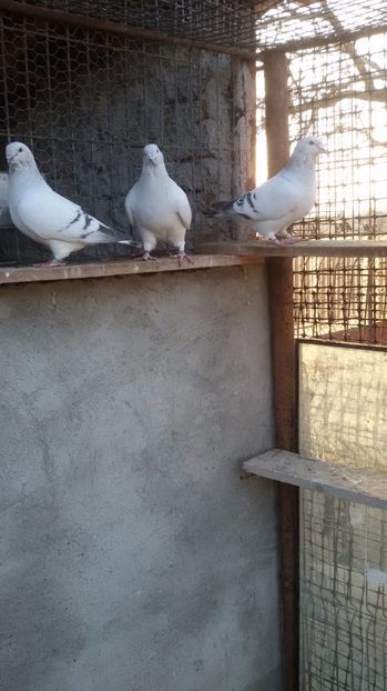  - Porumbei standard