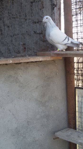  - Porumbei standard