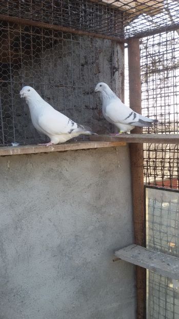  - Porumbei standard