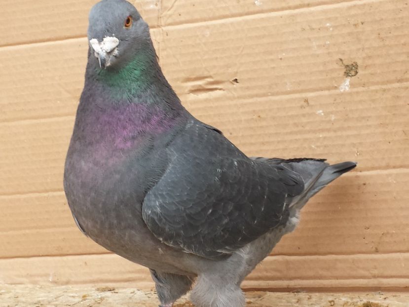 M 2016 - AGH vanduti