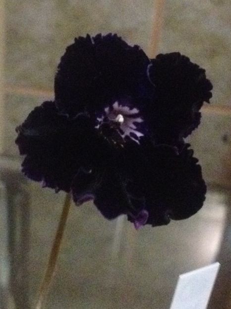 image - streptocarpusi 2017