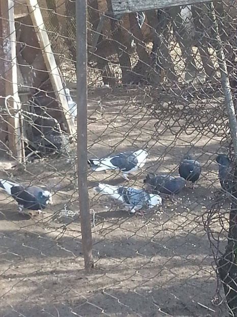 16935739_1675259112774451_829287198_o - Ploiesteni