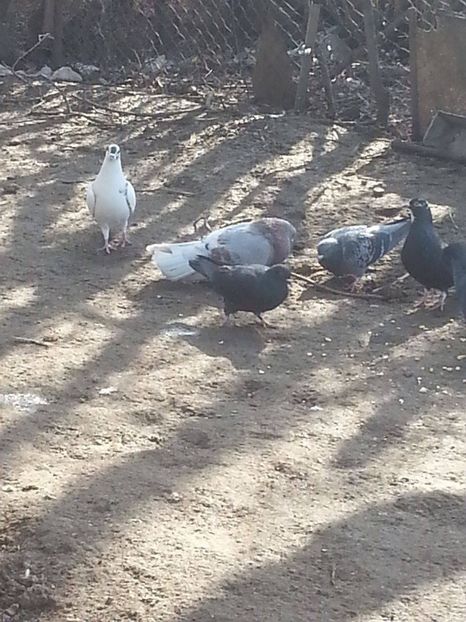 16990727_1675259106107785_947453342_o - Ploiesteni