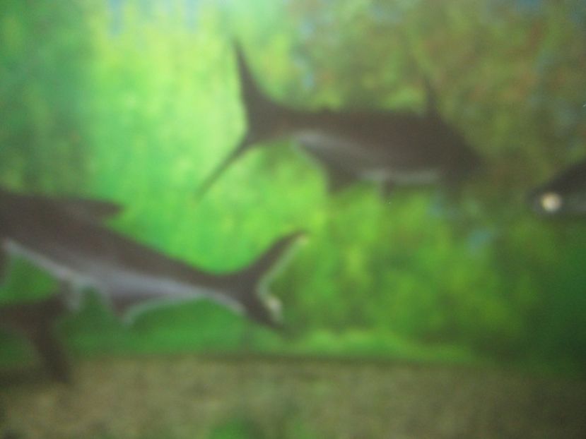  - 2017 - Excursie februarie