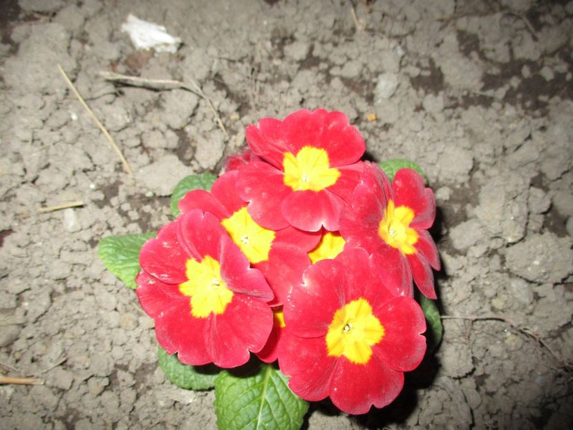  - 2017 - Excursie februarie