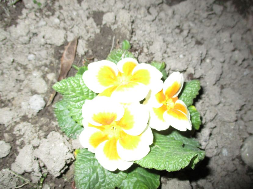  - 2017 - Excursie februarie