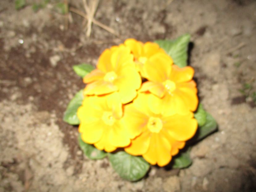  - 2017 - Excursie februarie