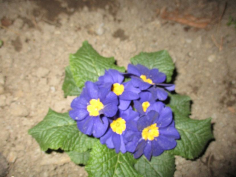  - 2017 - Excursie februarie