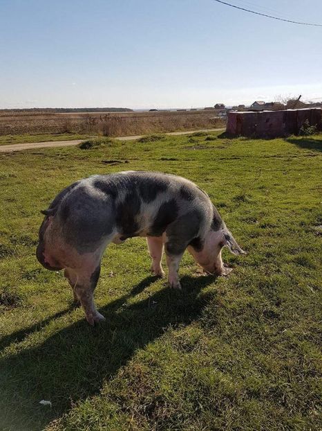  - Purcei Pietrain productie 2017