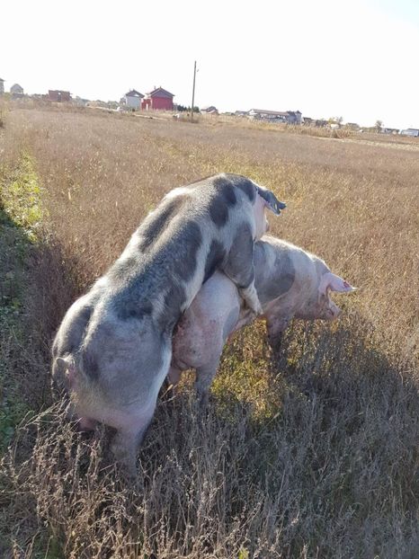  - Purcei Pietrain productie 2017