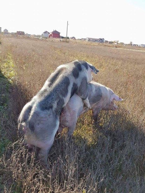  - Purcei Pietrain productie 2017