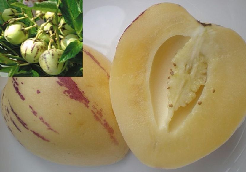 Solanum muricatum- Pepino-seminte-pepenele pară(rom), dinnyebokor(hun), Sweet melon, melon shrub(eng - Pepino Solanum muricatum