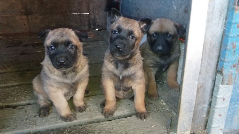  - De vanzare catei malinois