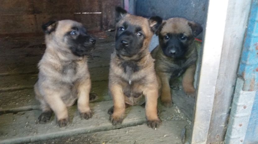  - De vanzare catei malinois