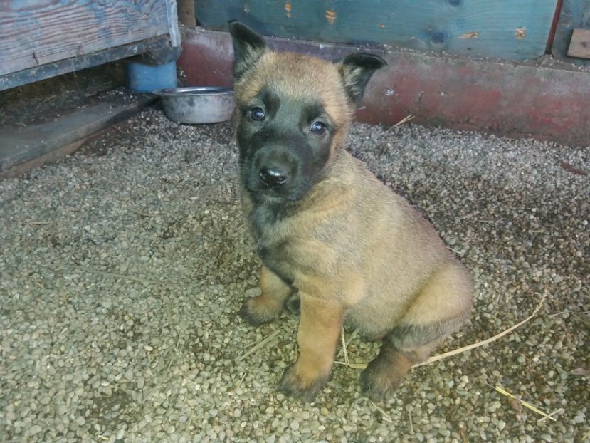  - De vanzare catei malinois