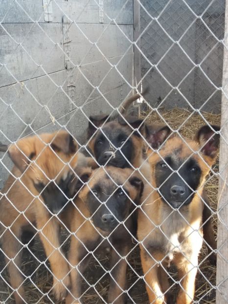  - De vanzare catei malinois