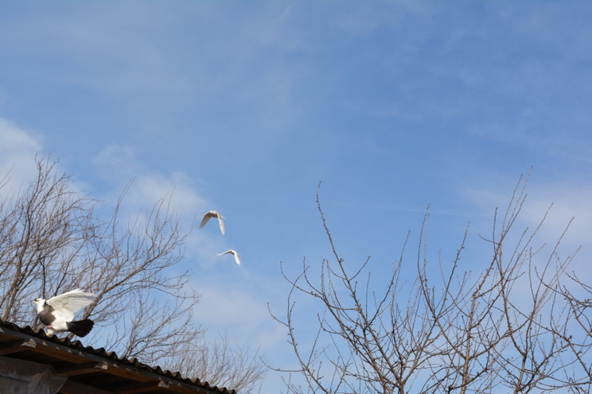 cei 2 masculi voiajori - Voiajori