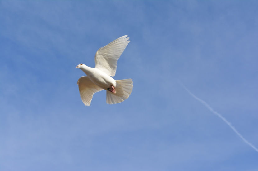 Boyka din nou sus - Voiajori