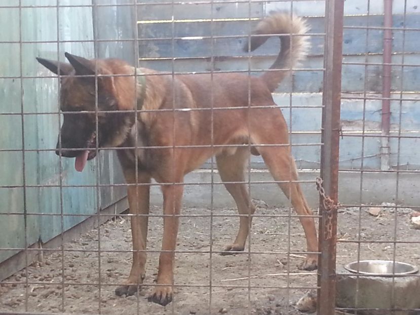  - Mascul ciobanesc belgian malinois