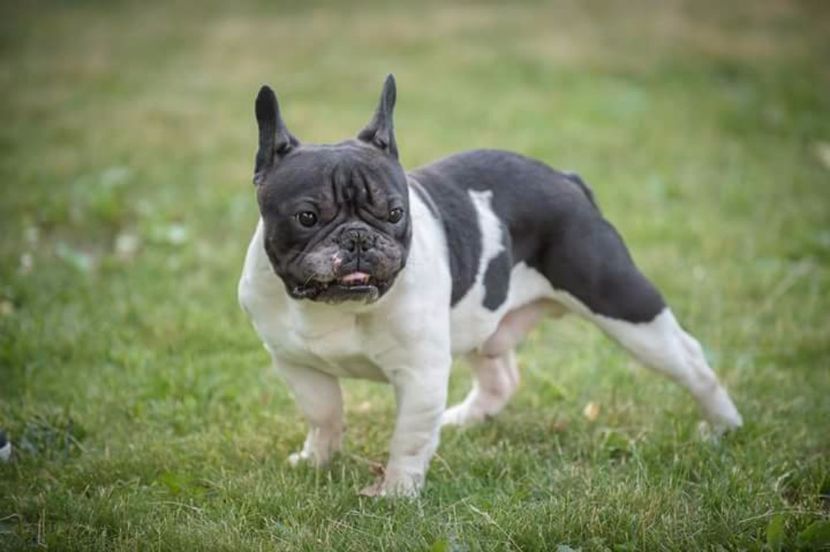 Paco - Mascul bulldog francez 2