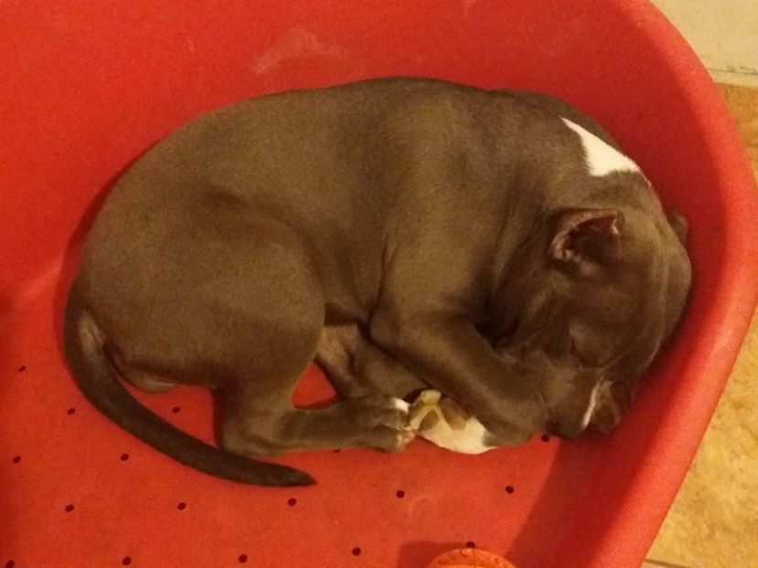 Maya - Femela american bully