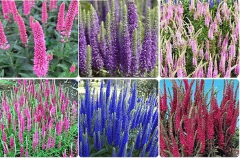 Veronica spicata multicolora seminte - ACASA-De vinzare-Flori-Arbusti-Seminte 2017