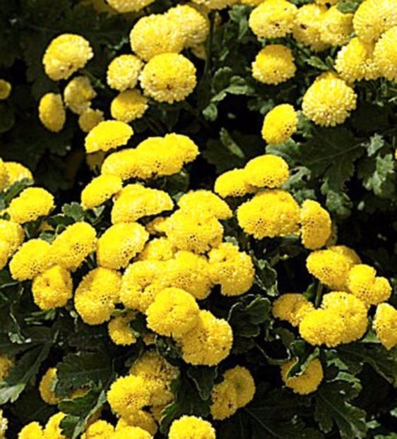 Cherysanthemum Tanacetum Parthenium ‘Golden Ball’ crizanteme mici perena seminte - ACASA-De vinzare-Flori-Arbusti-Seminte 2017