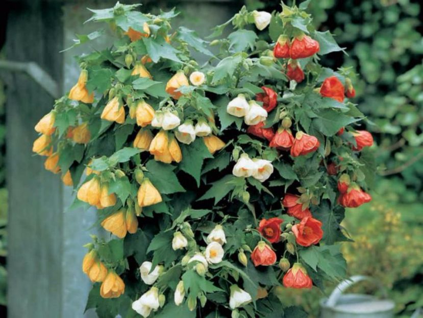 Lastari abutilon sau plante diverse culori - 01 CAUT