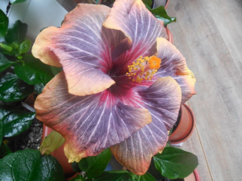  - 02Hibiscus
