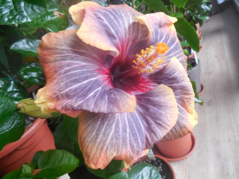  - 02Hibiscus