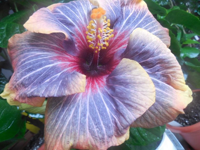  - 02Hibiscus
