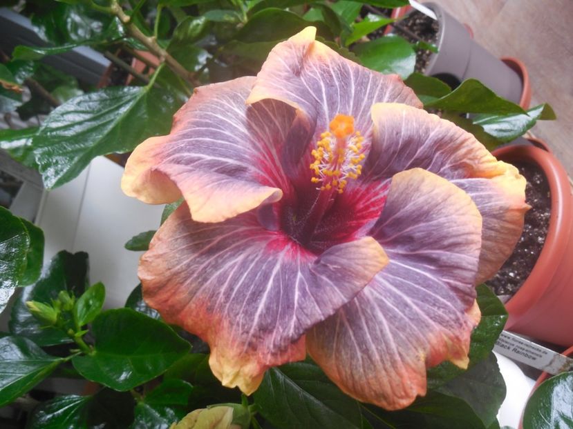  - 02Hibiscus