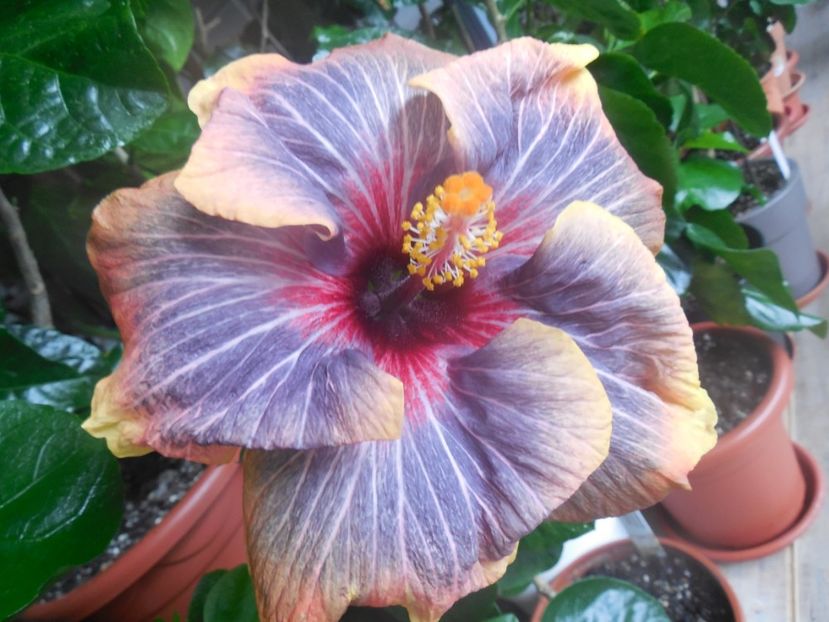  - 02Hibiscus