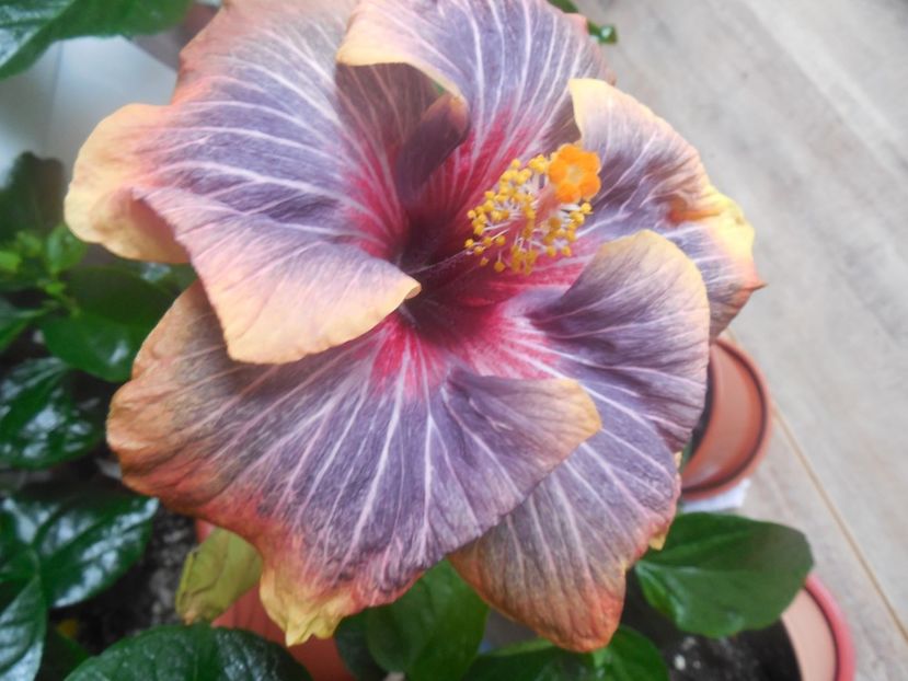  - 02Hibiscus