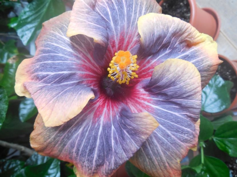  - 02Hibiscus