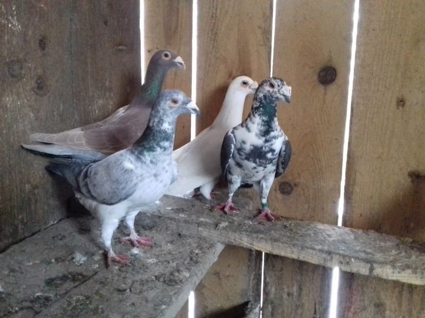  - V INSTANTANEE 2016-2017