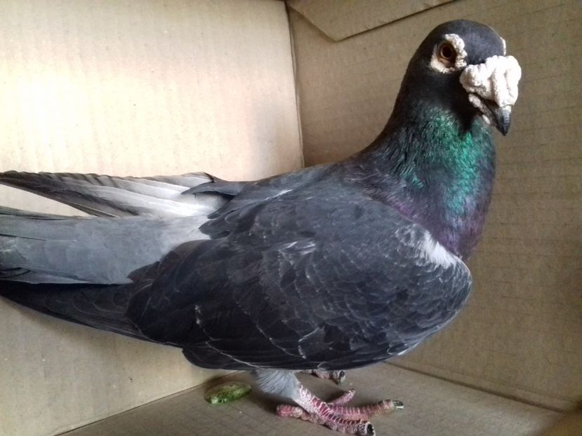  - V INSTANTANEE 2016-2017