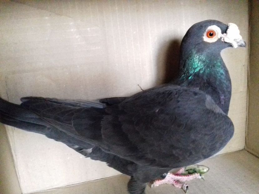 20170301_131543(0) - V INSTANTANEE 2016-2017