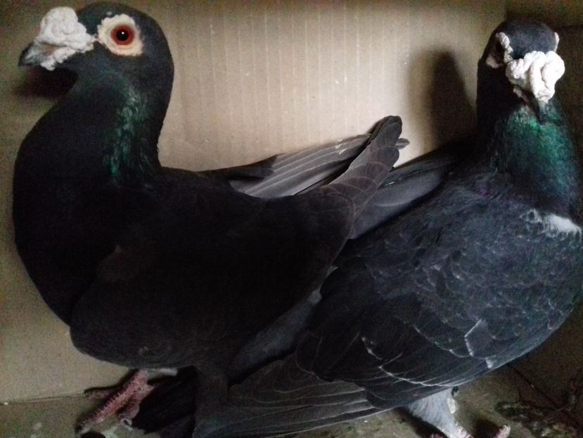  - V INSTANTANEE 2016-2017