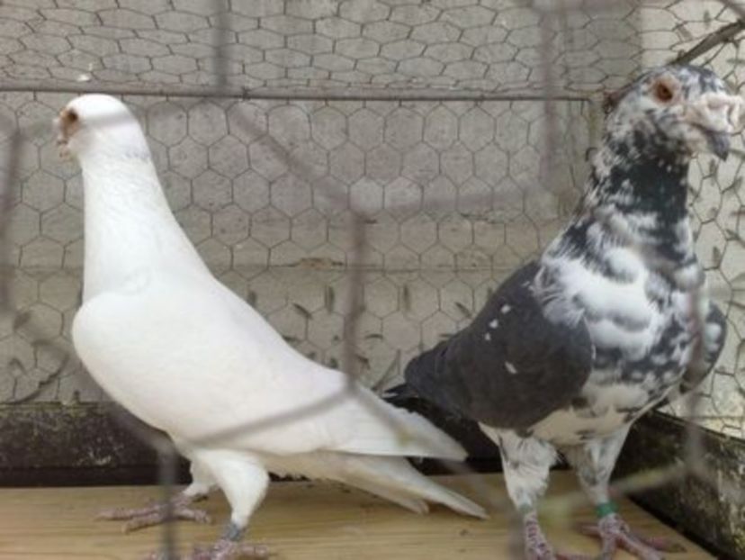 108692068_LYTAWEH3 - V INSTANTANEE 2016-2017