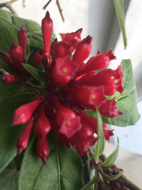  - Ianuarie -Februarie 2017