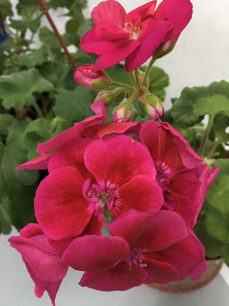  - Ianuarie -Februarie 2017