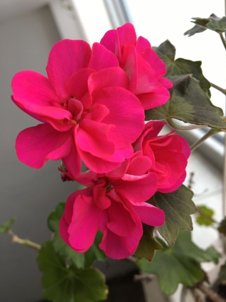  - Ianuarie -Februarie 2017