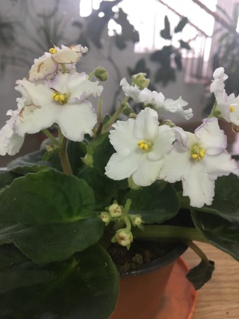  - Ianuarie -Februarie 2017