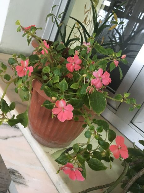  - Ianuarie -Februarie 2017