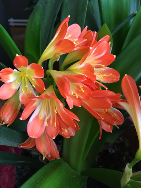 Clivia - Ianuarie -Februarie 2017