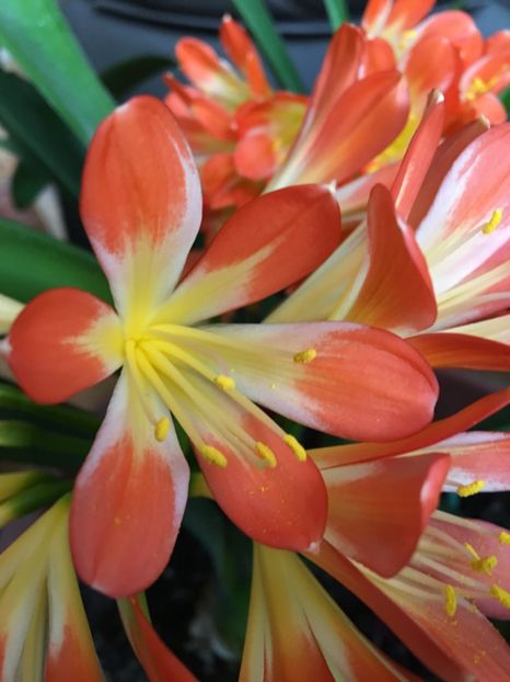 Clivia - Ianuarie -Februarie 2017