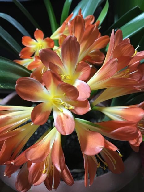  - Ianuarie -Februarie 2017