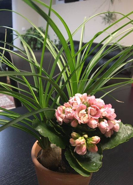  - Ianuarie -Februarie 2017