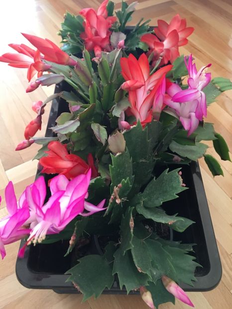  - Ianuarie -Februarie 2017